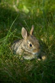 young Eastern cottontail rabbit