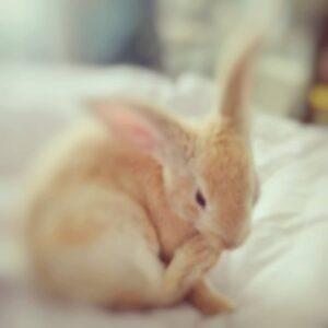 bunny