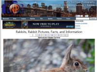 northrup.org/photos/rabbit/