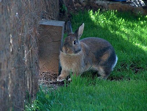 rabbit outdoors in grass