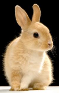 tan rabbit on black background